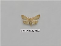 藏品(螟蛾257)的圖片